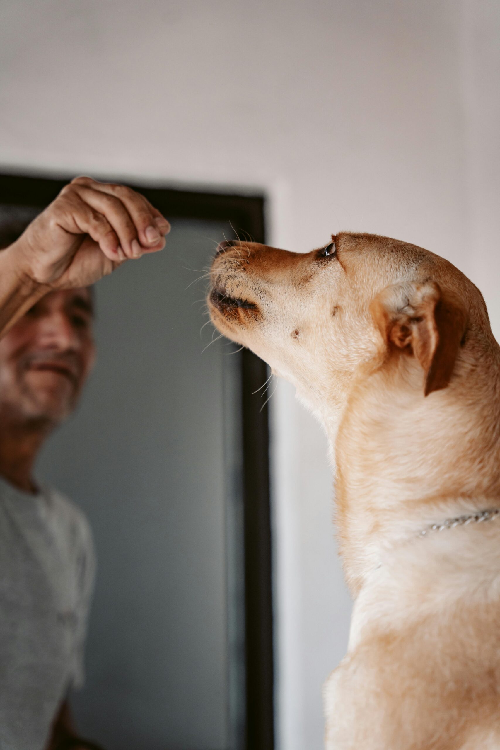 Man interacts with his dog indoors, training using hand gesture, fostering a strong bond.