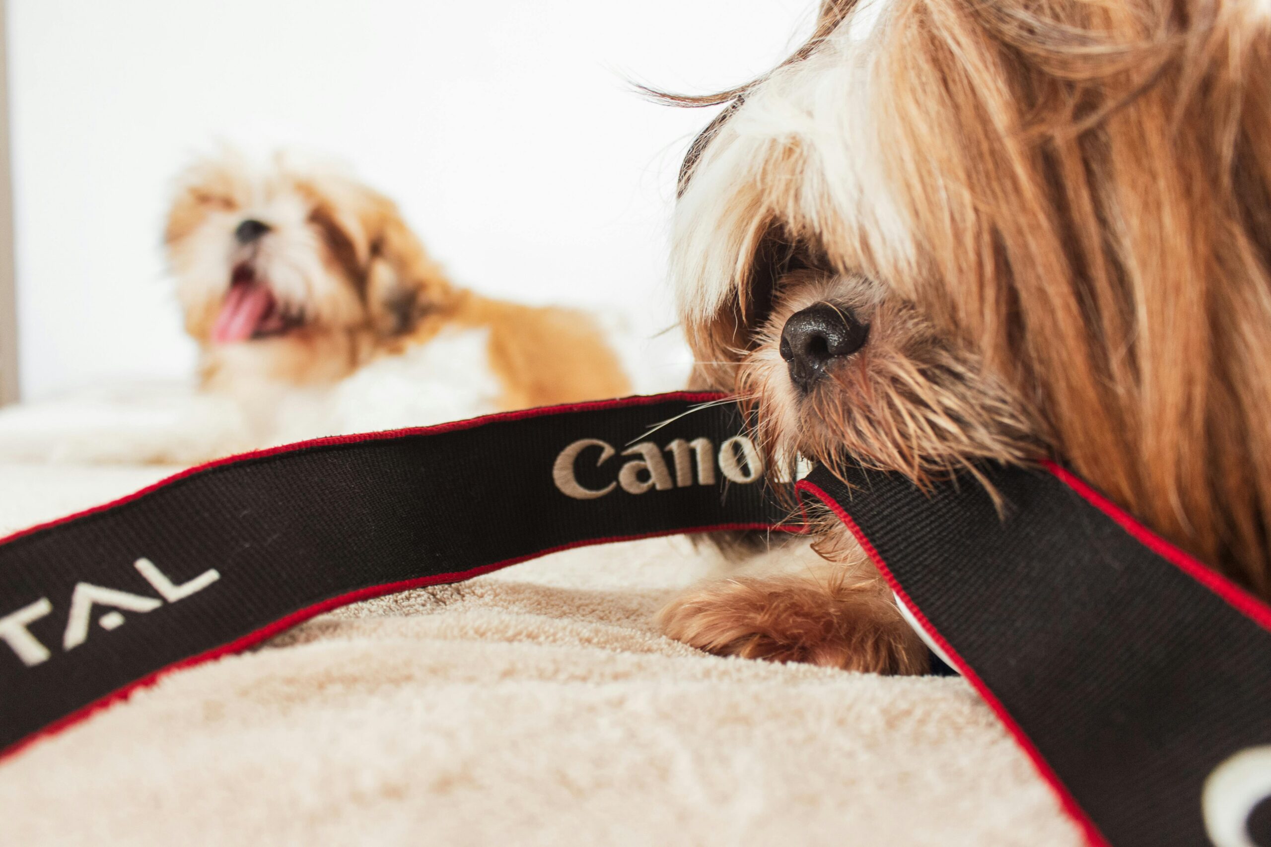Adorable Shih Tzu puppies playfully interact with a camera strap indoors.