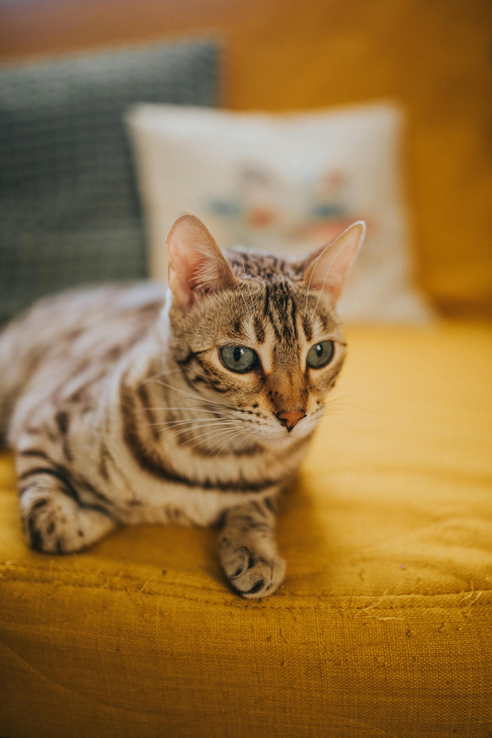 Charming Bengal cat with striking blue eyes resting on a vibrant yellow sofa indoors.