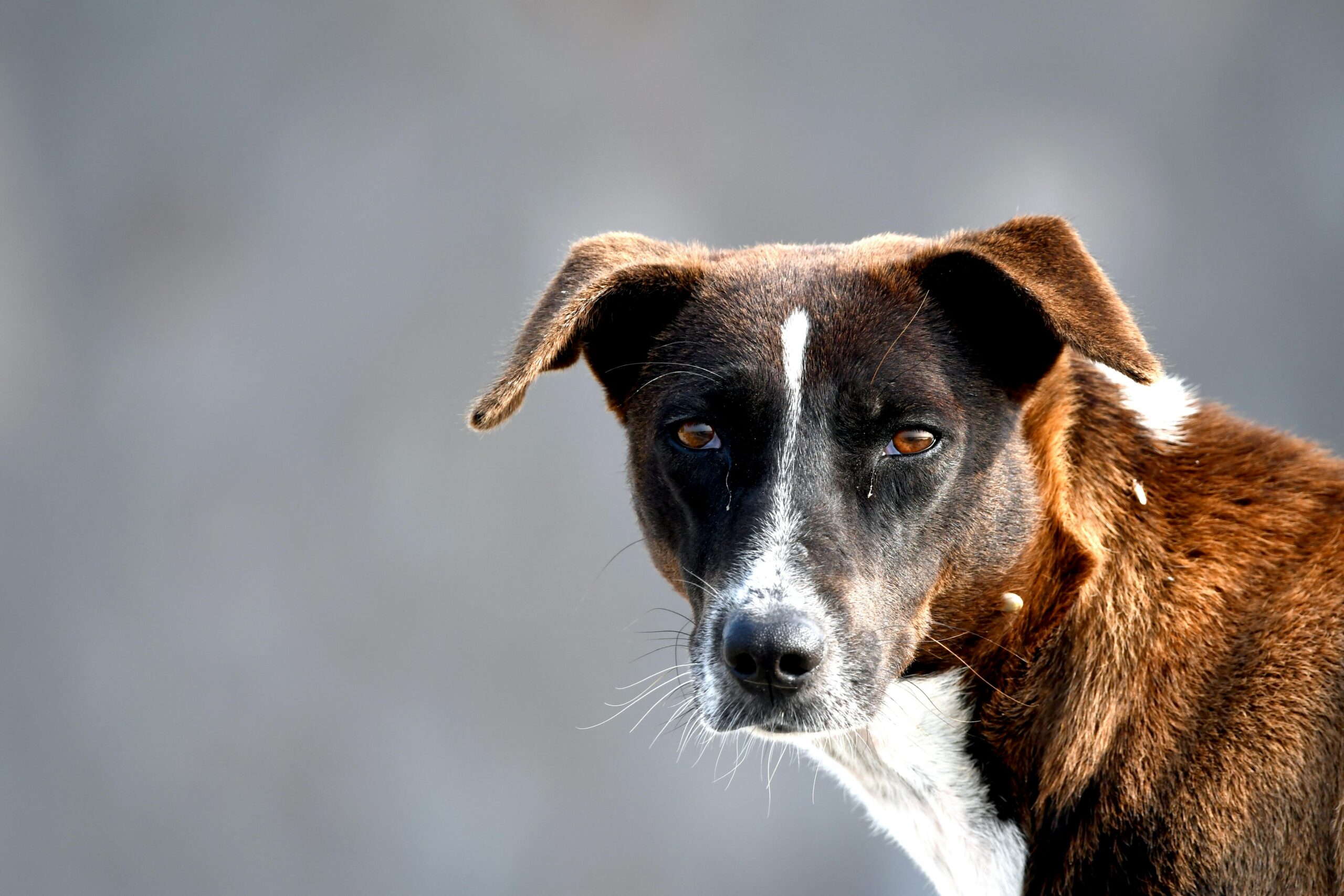 Over ons Close-up of a stray dog with brown and white fur looking directly at the camera.